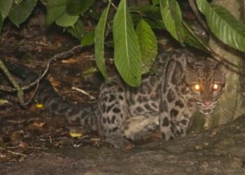 324 Spesies Fauna Bertahan di TNK, Macan Dahan Muncul Lagi