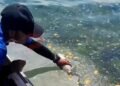 Siapa Rusak Laut Pulau Miang? DLH Kaltim Cium Dugaan Limbah Kapal dan Jetty DLH Kaltim Usut Pencemaran Pulau Miang, Perusahaan Sawit Segera Dipanggil Nelayan Pulau Miang Kutim Resah, Dugaan Pencemaran Laut Muncul di Sekitar Jeti CPO