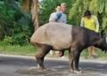 Tragis! Tapir Langka di Mesuji Lampung Diburu dan Disembelih Warga