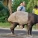 Tragis! Tapir Langka di Mesuji Lampung Diburu dan Disembelih Warga