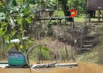 Habitat Digusur Sawit, Buaya di Kutim Mulai Teror Warga