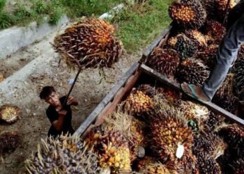 Harga TBS Sawit Kaltim Naik, Tembus Rp3.477 per Kg Juli 2026